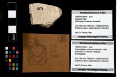Foto (Objekt + Etikett) von Cracensigillatus acutirostris (Moericke, 1889)  (NHMW-GEO-1990-0041-4819)